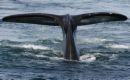 right whale tail